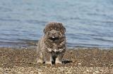 DOGUE DU TIBET 068